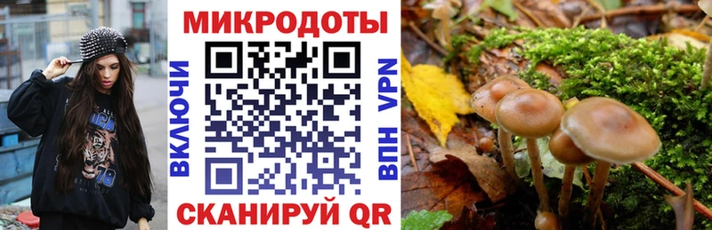 МЕГА как зайти  Полярные Зори  Галлюциногенные грибы Cubensis 